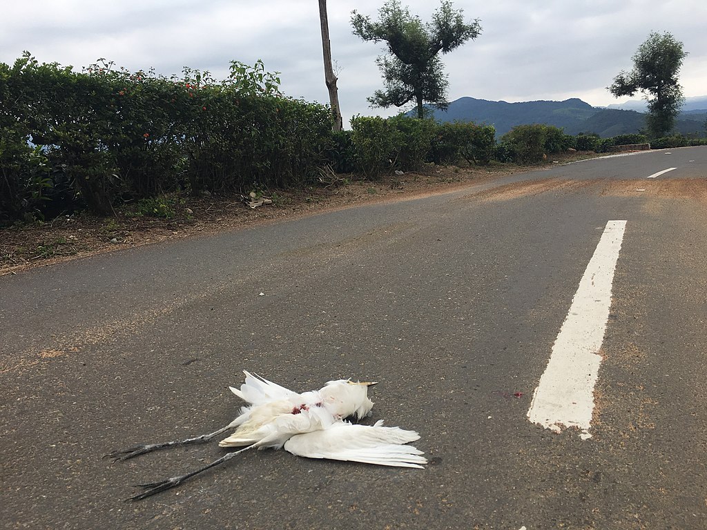 Some Worship At The Feet Of Roadkill